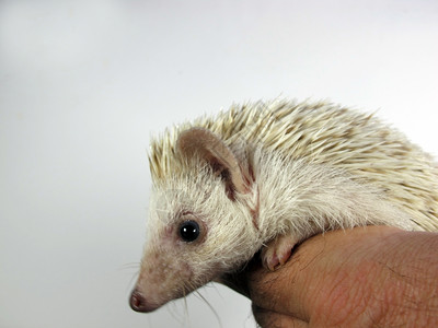 白种非洲人装成小刺猪图片素材