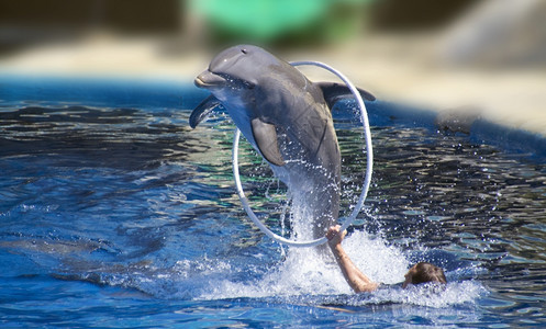 美丽的海豚跳过环圈高图片
