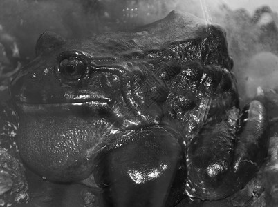 黑白的巨型青蛙图片