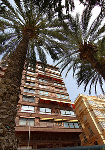 西班牙阿利坎特市典型的建筑物和棕榈树图片