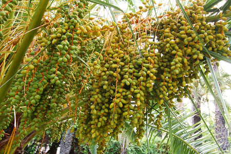 椰枣树枝中未定的日期图片