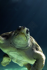 美丽的海龟游泳图片