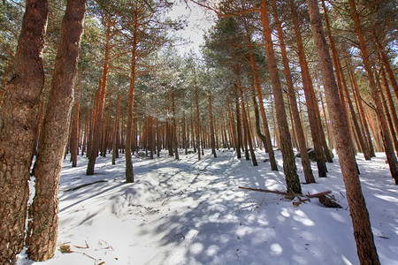 山上的松树林下着大雪图片