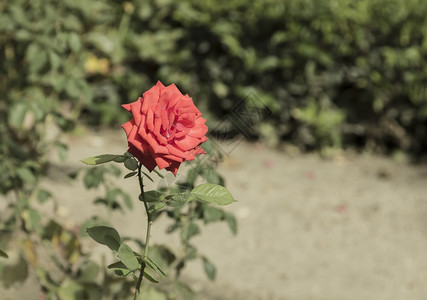 花园中美丽的粉色玫瑰图片