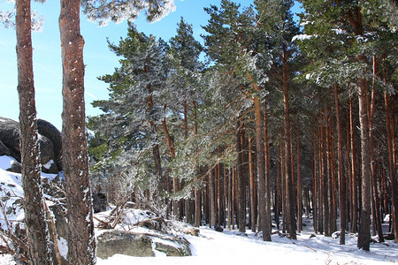 山上的松树林下着大雪图片