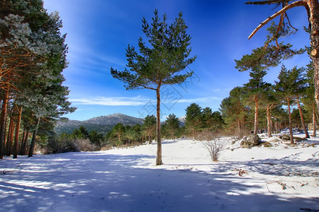 山上的松树林下着大雪图片