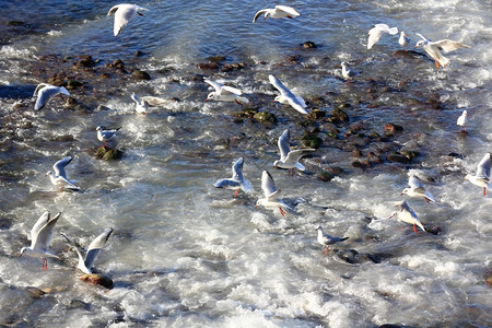 海滨岩石上可观的海鸥群图片