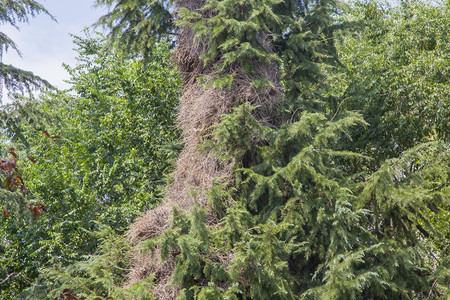 树木中的巨型阿根廷鹦鹉巢图片