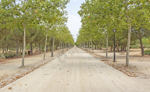 与树木相邻的公路背景图片