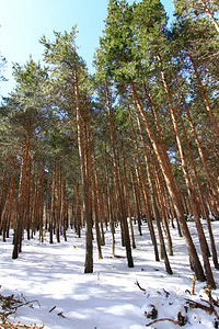 山上的松树林下着大雪图片