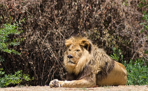 大雄狮在萨凡纳图片