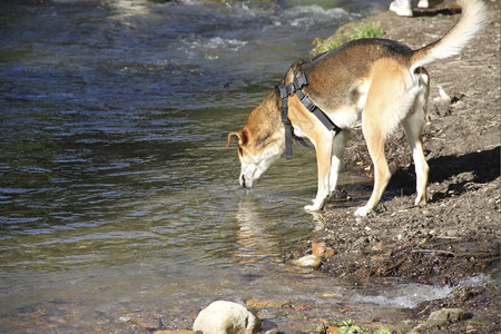 河里的狗口渴饮用水图片