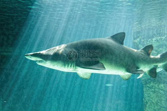 危险的公牛鲨鱼下巴巨大图片