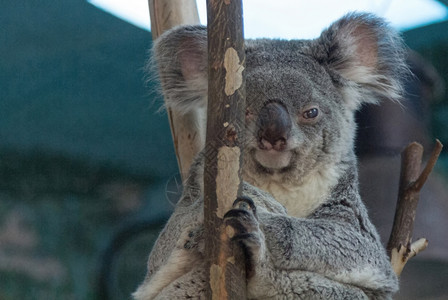 澳大利亚人Koala在树枝上放松背景