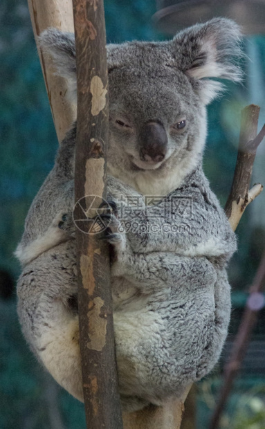 Koala在树枝上放松图片