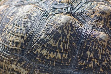 海龟拉姆斯壳的细节图片