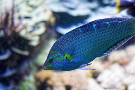 美丽的蓝热带鱼图片