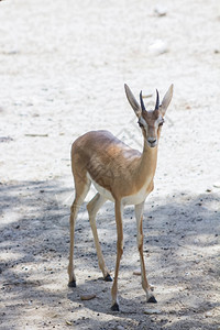 在太阳中行走的Gazelle图片