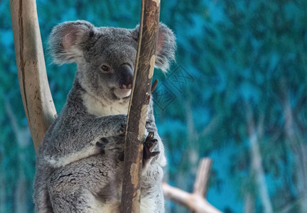 Koala在树枝上放松图片