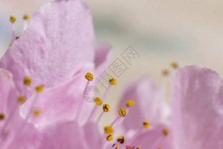 普鲁奈树上的粉红色花图片