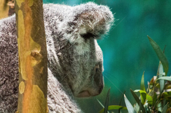 Koala在树枝上放松图片