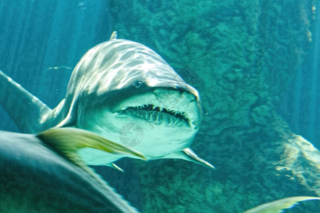 危险的公牛鲨鱼下巴巨大图片
