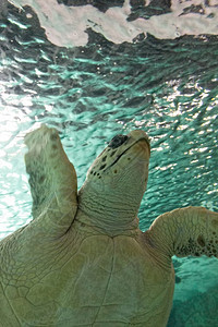 大型海龟在中游泳图片