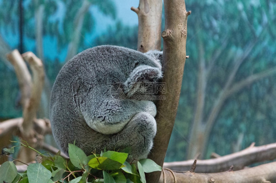 Koala在树枝上放松图片