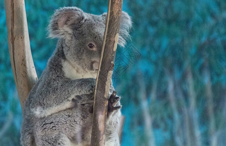 Koala在树枝上放松图片