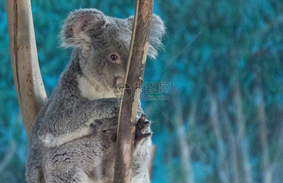 Koala在树枝上放松图片