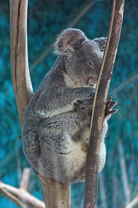 Koala在树枝上放松图片