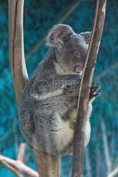 Koala在树枝上放松图片