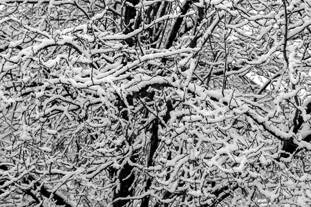 底树枝覆盖着积雪图片