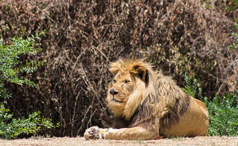 大雄狮在萨凡纳图片