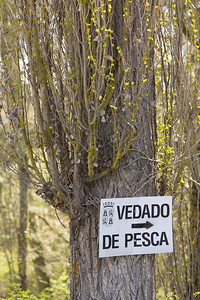 在一棵树上的标志躺在西班牙的战争钓鱼上图片