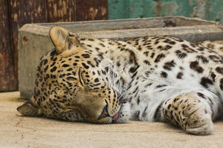 沉睡的豹图片