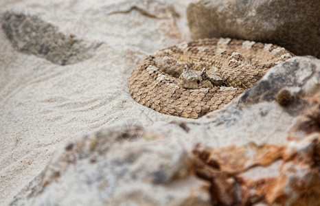 在沙漠地区的蛇中在沙漠地区图片素材