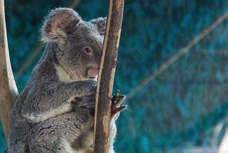 Koala在树枝上放松图片