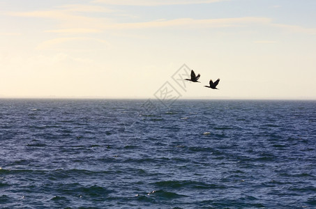 日落时迁徙的鸭子向南飞图片