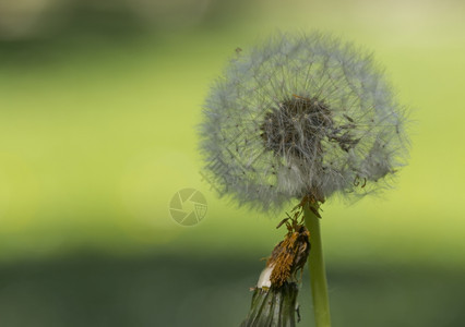 在一个花园里播种图片