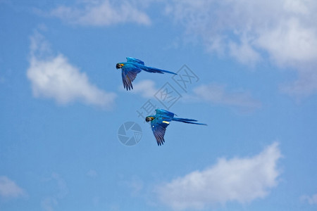 飞行中有黄壳的蓝色鹦鹉图片
