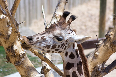 成年长颈鹿咬和吸干一棵树的皮图片