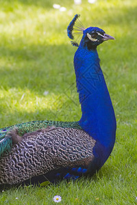 皇上蓝孔雀颈躺在花园里图片
