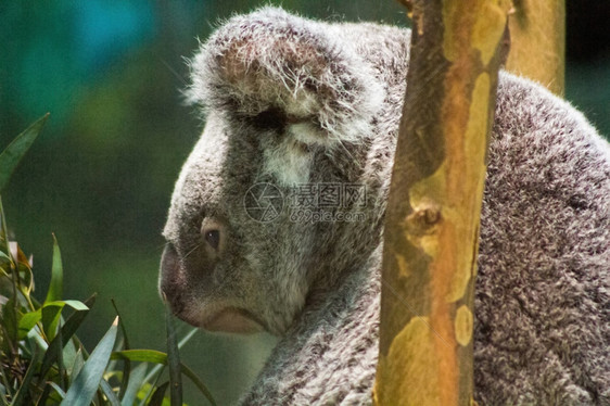 Koala在树枝上放松图片