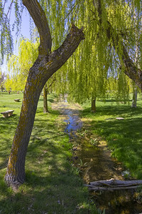 在青绿的草地上柳树下的小路图片