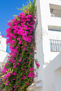 美丽的攀爬植物在白房子里有粉红色花朵图片