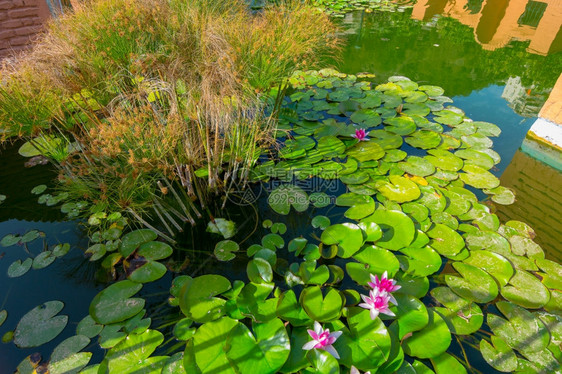 池塘或湖中的莲花图片