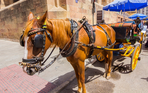 典型的安达卢西亚马匹在班牙塞维利亚骑马图片