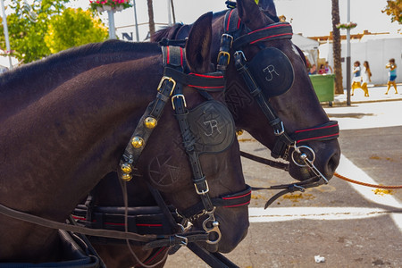 一对漂亮的黑安达卢西亚马匹配有准备的皮带来拉马车图片
