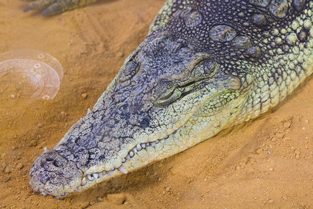 巨型尼罗河鳄鱼CrocodylusNerotographus头部的详细节图片